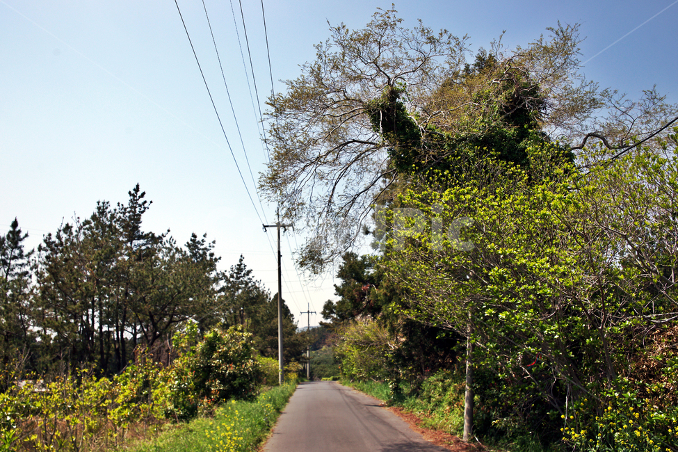 제주,서귀포,올레71코스,올레길,중산간,도로,자연,풍경,nature,landscape,road