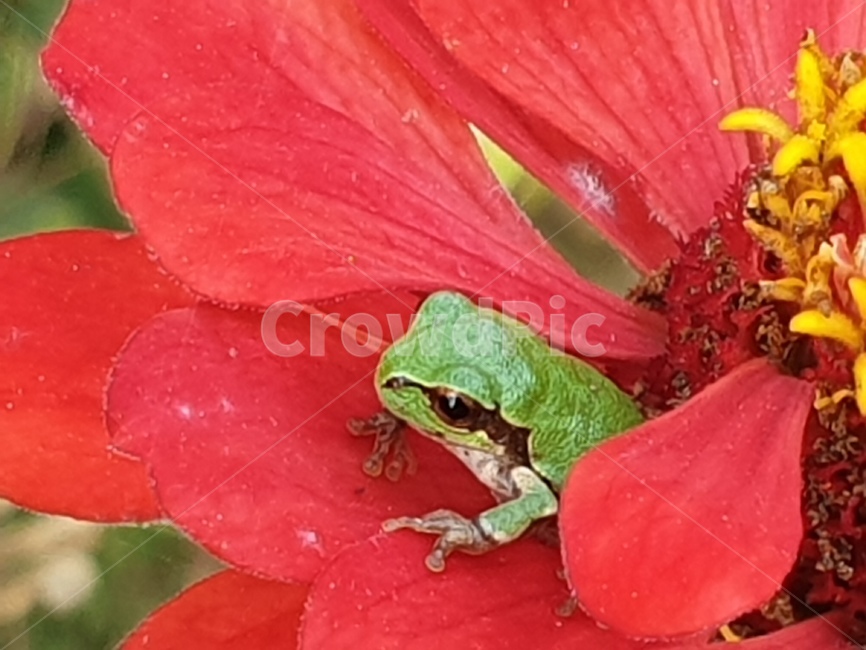 청개구리,개구리,백일홍,꽃,파충류,귀여운,flog,식물,자연,plants,nature,꽃,flower,파충류,양서류,reptile,amphibian