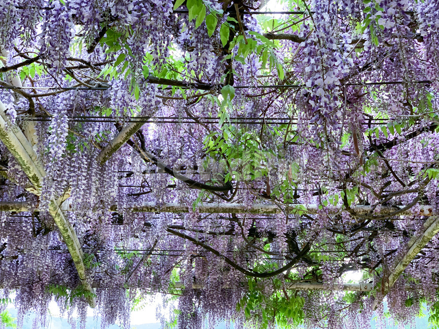 blossom,tree,rattan,wisteria flower,flower