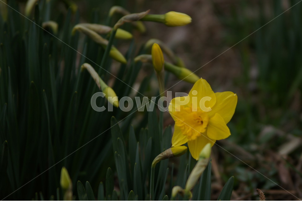 수선화,야생화,꽃,식물,자연,식물,자연,plants,nature,꽃,flower