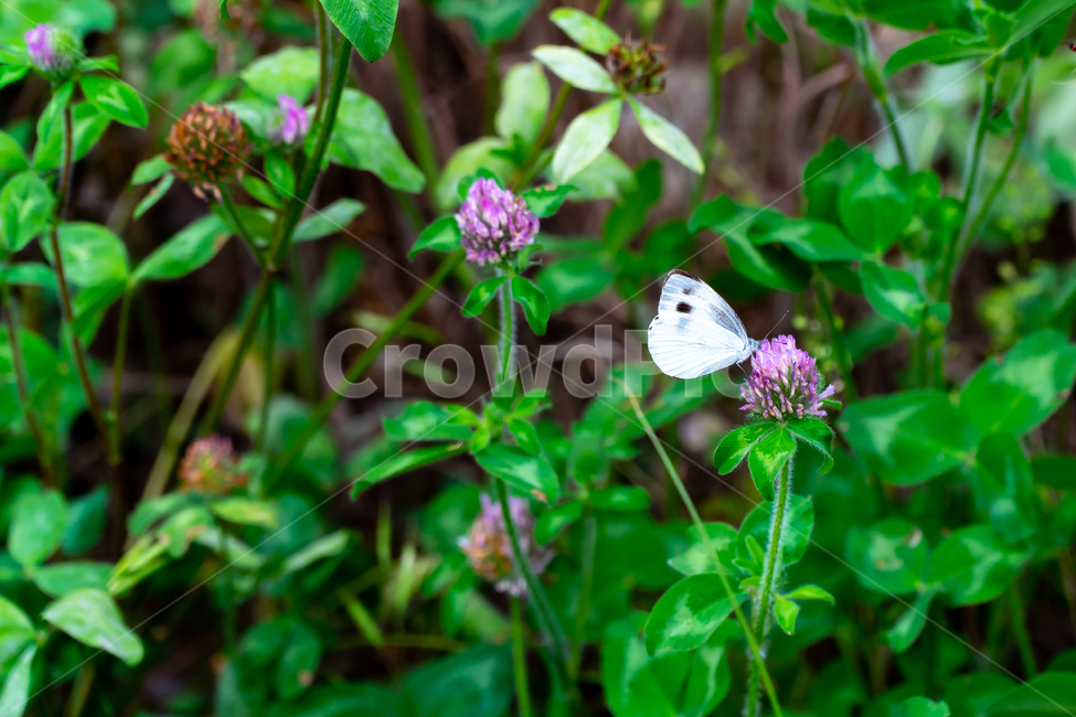 하얀나비,나비,야생화,식물,plants,곤충,벌레,보라꽃,꽃,butterfly,nature,bug,배추나비