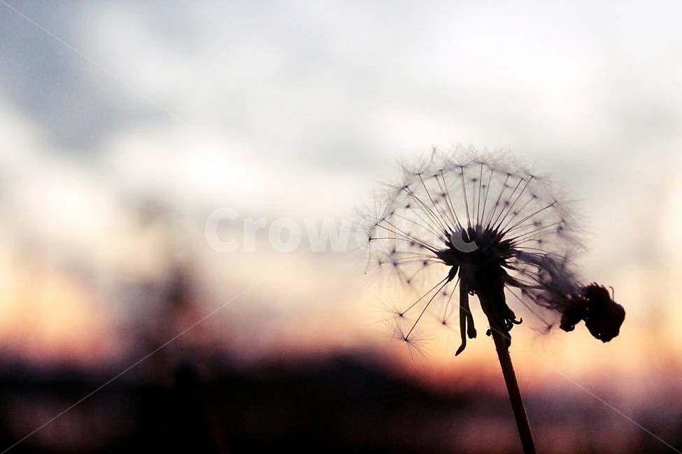 plant,식물,flower,꽃,blossom,야경,노을,sunset,glowofthesettingsun,nightview,nightscene,nightscape,식물,자연,plants,nature,꽃,flower