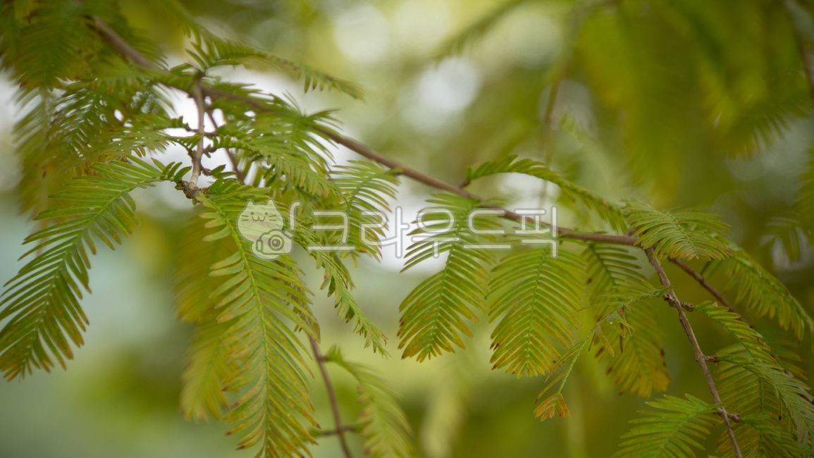 나무,잎,메타세쿼이어,메타세콰이아,레드우드,수삼나무,보케,빛망울