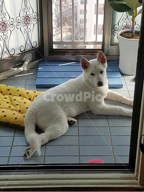애완동물,애완견,흰개,dog,풍산개