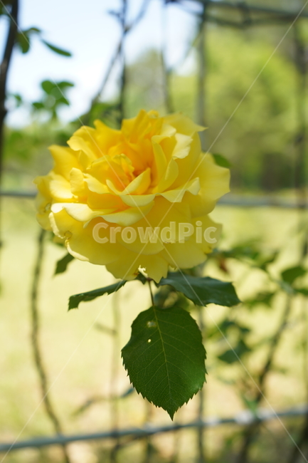 식물,장미,꽃,rose,공원,식물,자연,plants,nature,꽃,flower