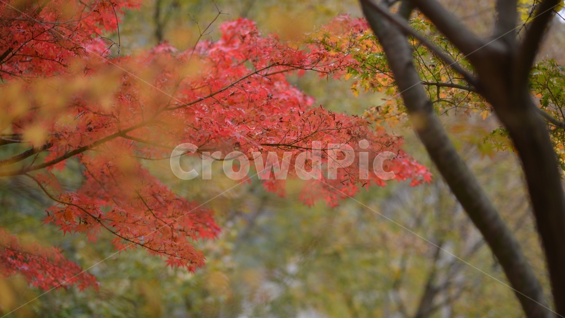 가을,단풍,빨강,나무,자연,가을,계절,fall,autumn,season,leaf,잎,plant,식물,tree,maple