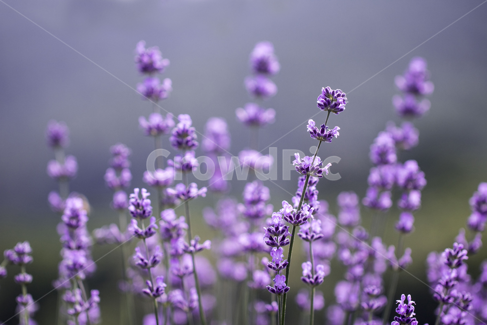 라벤더,꽃,식물,잎,보라색,배경,백그라운드,줄기,바이올렛,라벤다,식물,자연,plants,nature,꽃,flower