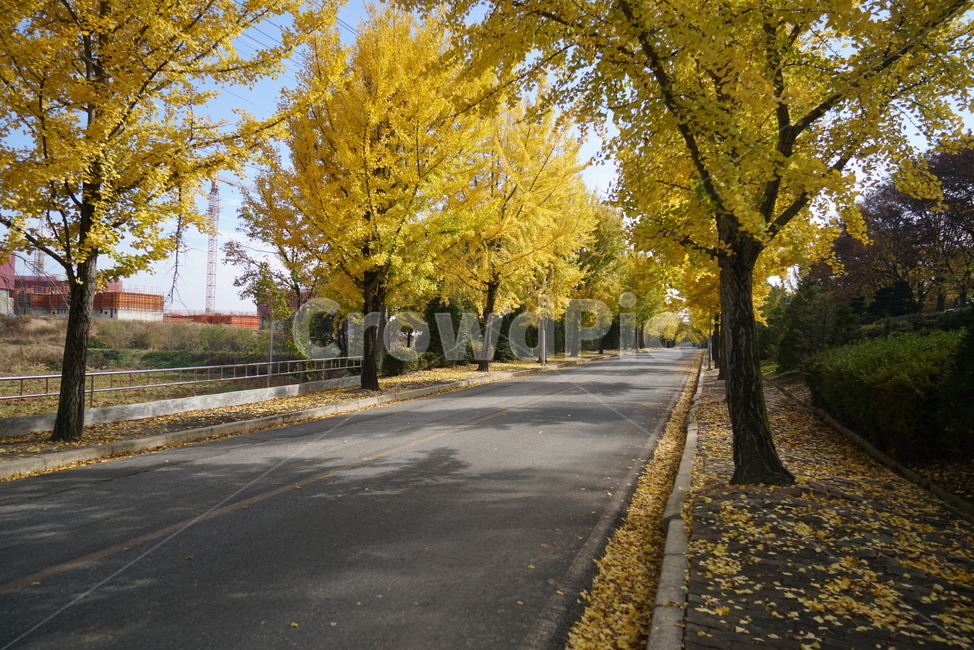 은행나무,은행나무길,ginkgo,tarmac,타맥,asphalt,아스팔트,plant,식물,tree,나무,road,도로,가을,계절,fall,autumn,season,식물,자연,plants,nature,나무,trees,wood