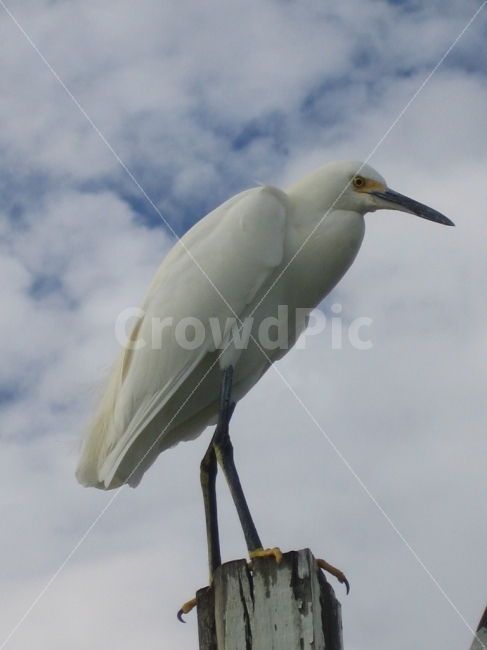 바다,그리움,기다림,여행,새,동물,animal,조류,새,birds