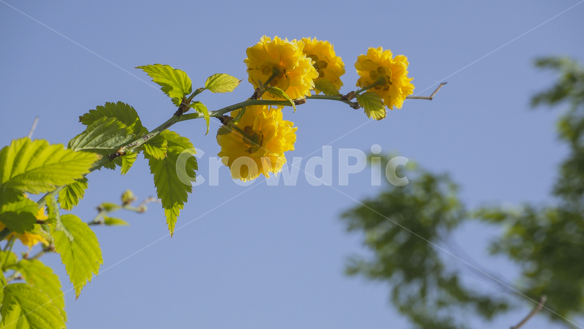 홍매화,꽃,노란꼿,여름,식물,plant,flower,식물,자연,plants,nature,꽃,flower