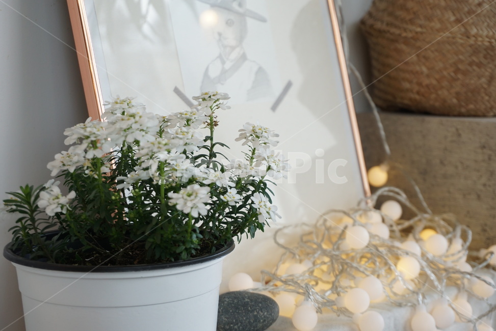 plant,꽃,식물,플렌테리어,집꾸미기,사물,물건,오브젝트,thing,object,matter