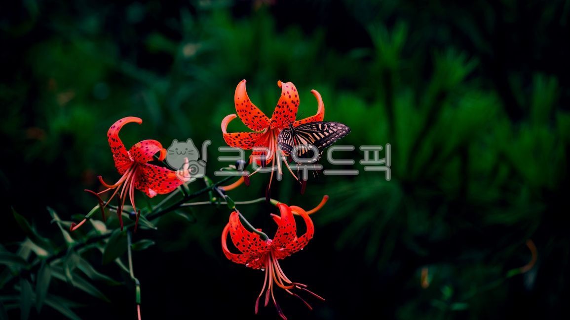 pretty,nature,butterfly,insect,swallowtail butterfly,flower,red flower