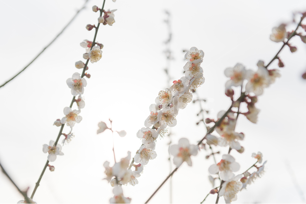 밝은사진,나무가지,꽃가지,꽃나무,꽃,봄,겨울,감성사진,감정,화이트,꽃몽오리,정원,식물,자연,밝음,소풍,피크닉,봄,계절,spring,season,식물,자연,plants,nature,꽃,flower,plant,blossom