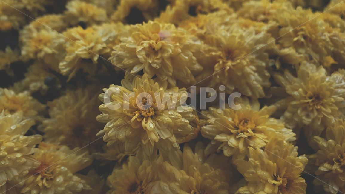 식물,꽃,노란꽃,노란색,비,비오는날,젖은꽃,배경,flower,plant,yellow,rain,blossom,식물,자연,plants,nature