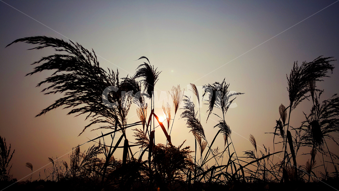 갈대,풍경,식물,저녁노을,해질녁,grass,잔디,plant,lawn,reed