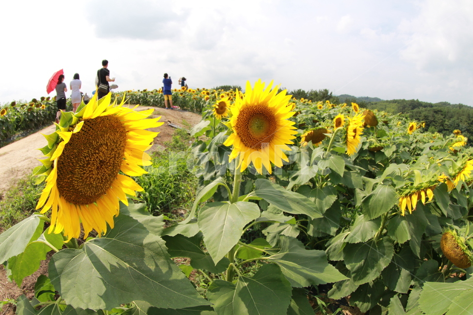 해바라기,강주마을,해바라기꽃,꽃,여름,식물,자연,plants,nature,꽃,flower,사람들,대중,군중,other people,crowd