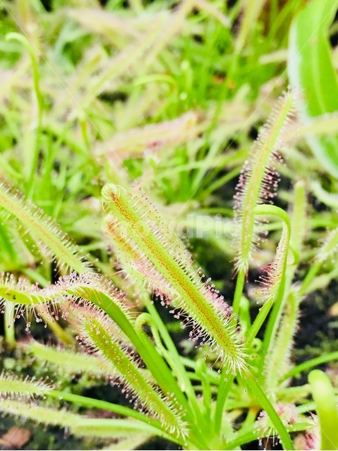 식물,끈끈이,plant,자연,nature,식물원,sweet,달콤,식물,자연,plants,nature