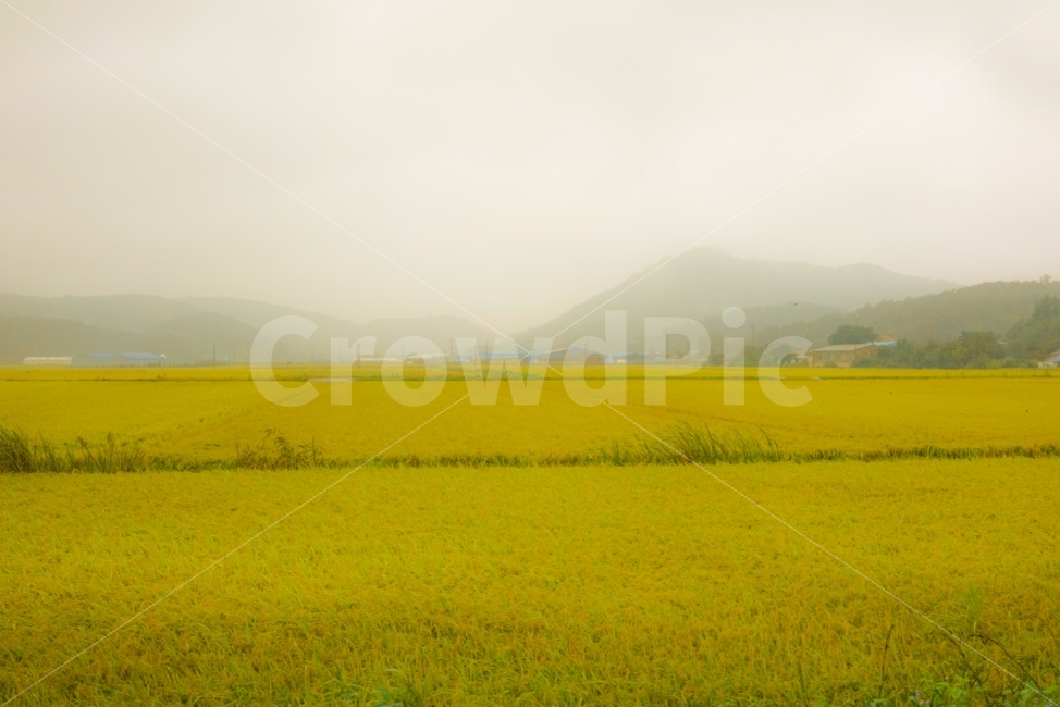 황금들녁,벼,시골,가을,농사,자연,풍경,nature,landscape,시골,마을,country,rural,town,한국자연풍경,한국자연경관,korea nature landscape,grassland,목초지,field,들,outdoors,옥외,paddy field,패디 필드