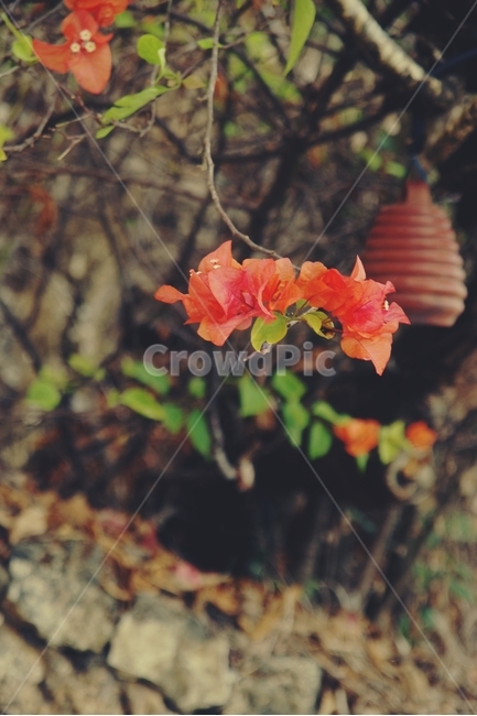 꽃,flower,붉은,red,열대,tropical,빨강,빨간,식물,자연,plants,nature,꽃,flower