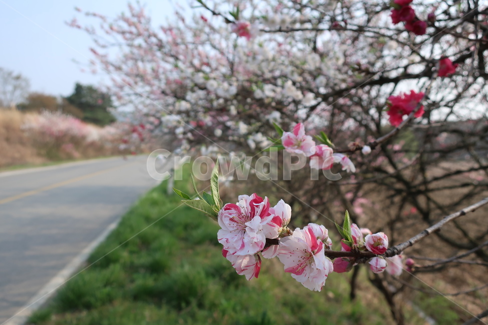 꽃,삼색나무,봄,봄꽃나무,벚꽃나무,길거리나무