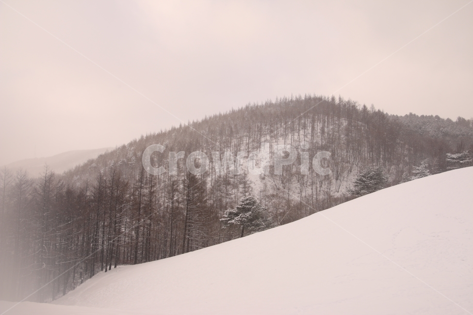 눈,대관령,겨울산,새해,겨울,겨울,계절,winter,season,자연,풍경,nature,landscape,한국자연풍경,한국자연경관,korea nature landscape,tree,나무,plant,식물,fir,전나무,abies,아비,outdoors,옥외