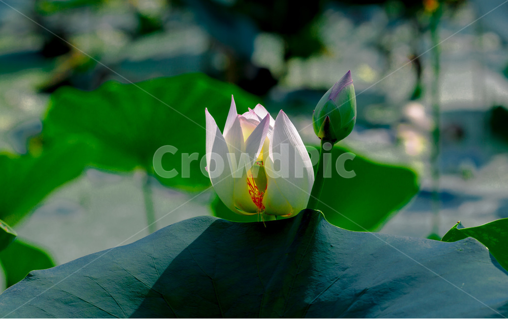 연잎,연꽃봉오리,문양,문의,패턴,식물,자연,plants,nature,꽃,flower