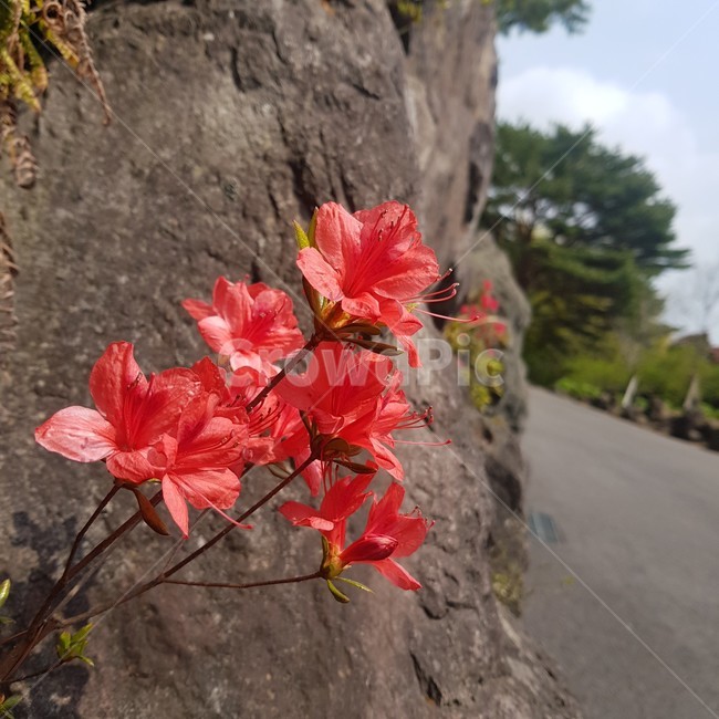 봄,꽃잎,나무,돌,자연,꽃
