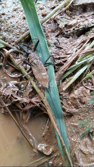 장구애비,수서곤충,곤충,논생물,논생태,동물,animal,곤충,벌레,insect,bug