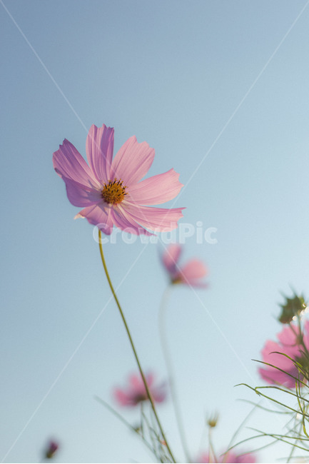 꽃,가을꽃,가을,코스모스,하늘,파란하늘,역광,햇빛,가을,계절,fall,autumn,season,식물,자연,plants,nature,꽃,flower,plant