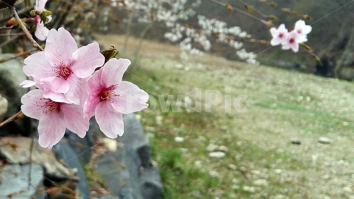 복사꽃,봄,꽃,풍경,핑크빛,휴식,예쁜,살랑살랑,자연,산책