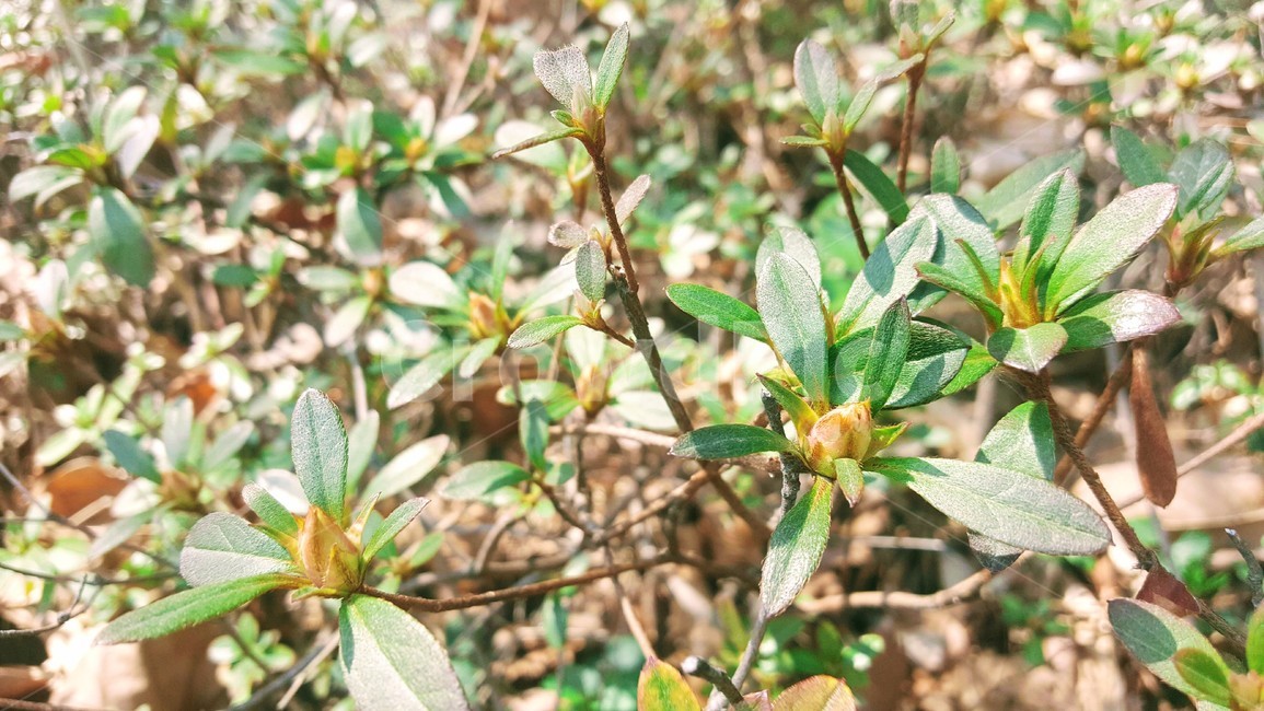 봄,새싹,초록,나무,공원,식물,자연,plants,nature