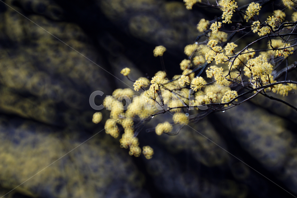 산슈유,봄,노랑,축제,감성,봄,계절,spring,season,식물,자연,plants,nature,꽃,flower,plant,blossom