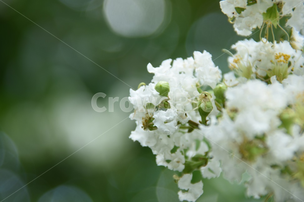 꽃,식물,아웃포커스,감성,plant,자연,nature
