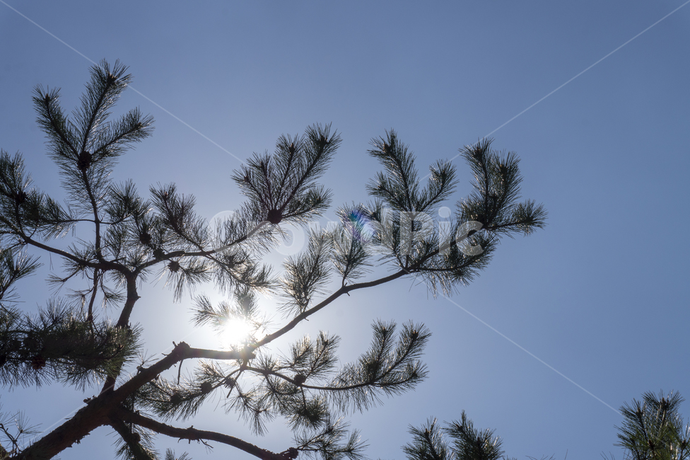 소나무,소나무들,한국,소나무가지,나무,하늘,초록색,하늘색,한국나무,숲속,pine,pinetree,봄,자연,풍경,nature,landscape,tree,plant,식물,fir,전나무,conifer,구과 식물