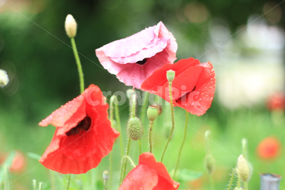 여름,시작,양귀비,위로,꽃,식물,자연,plants,nature,꽃,flower