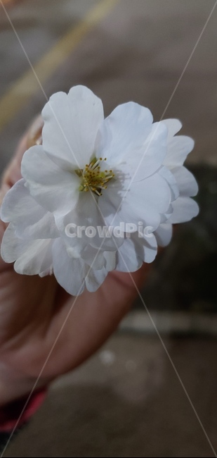 꽃,flower,plant,봄,spring