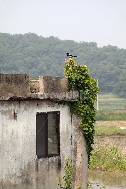 까지,초록색,풀,소식,낡은집,시골,마을,풍경,landscape,country,rural,town,동물,animal,조류,새,birds