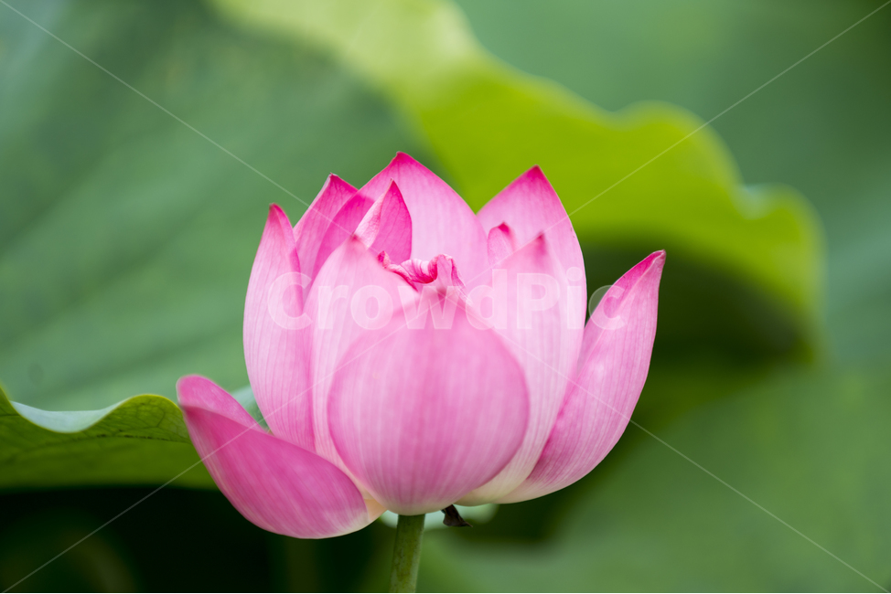 연꽃,여름,매크로,lotus,연꽃잎,식물,자연,plants,nature,꽃,flower
