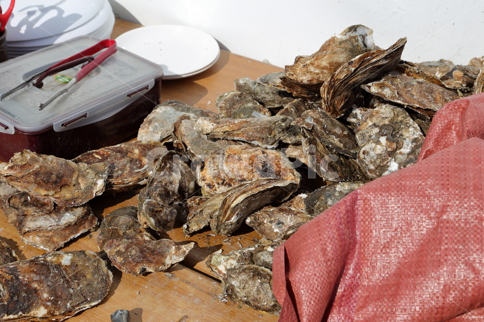 벚굴,굴,강굴,봄굴,oyster,음식,식재료,요리,food,cook,meal,dishes,food reserves,수산물,해산물,fishery products,seafood