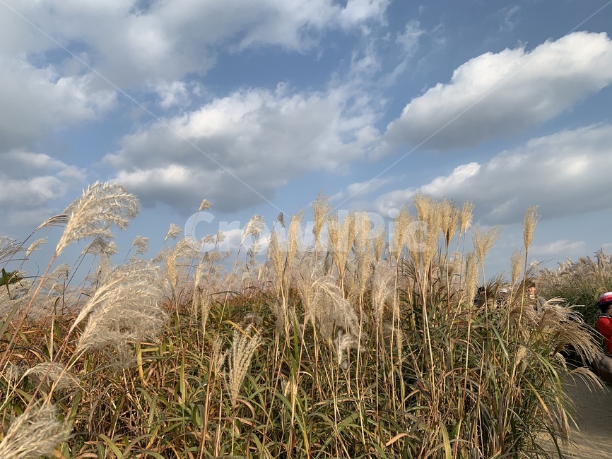 plant,식물,억새,갈대,reed,가을,계절,fall,autumn,season,grass,잔디,lawn