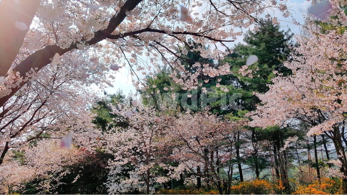 벚꽃,봄,꽃비,꽃,cherryblossom,봄,계절,spring,season,자연,풍경,nature,landscape,휴식,힐링,rest,relaxation,healing,plant,식물,flower,cherry blossom,blossom