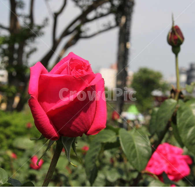 장미,봄꽃,식물,빨간장미,꽃,식물,자연,plants,nature,꽃,flower