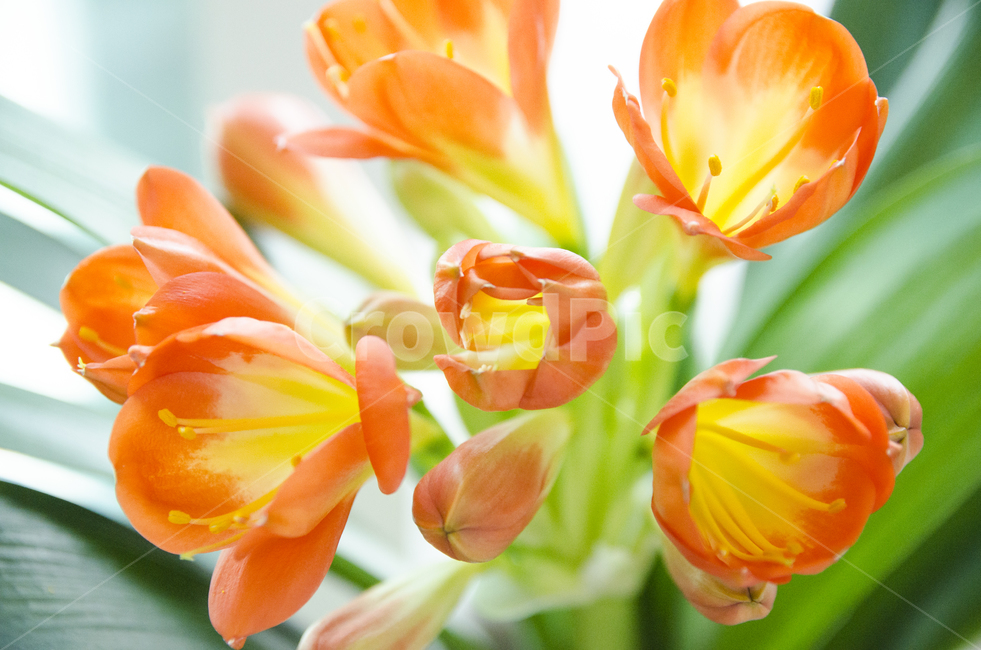 plant,식물,blossom,flower,꽃,kaffirlily,군자란,난,주황색,뷰티풀,아름다움,향기로움,식물,자연,plants,nature,꽃,flower