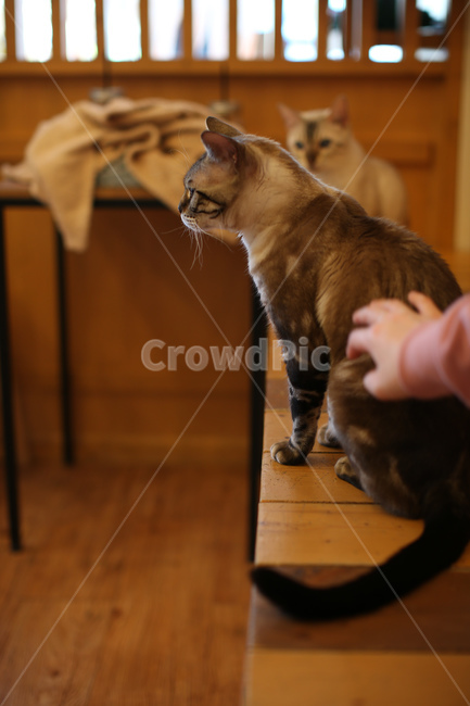 고양이,애완동물,캣카페,동물,귀여운동물,동물,animal,포유류,mammal,고양이,cat,kitten,kitty