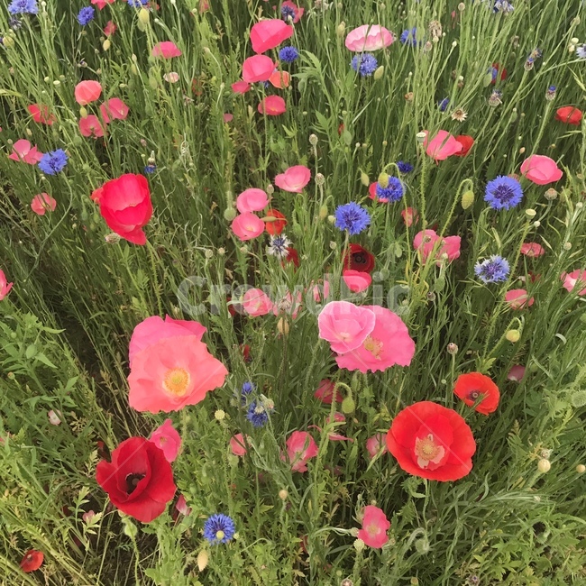 양귀비,봄,꽃,자연,풍경,식물,자연,plants,nature,꽃,flower