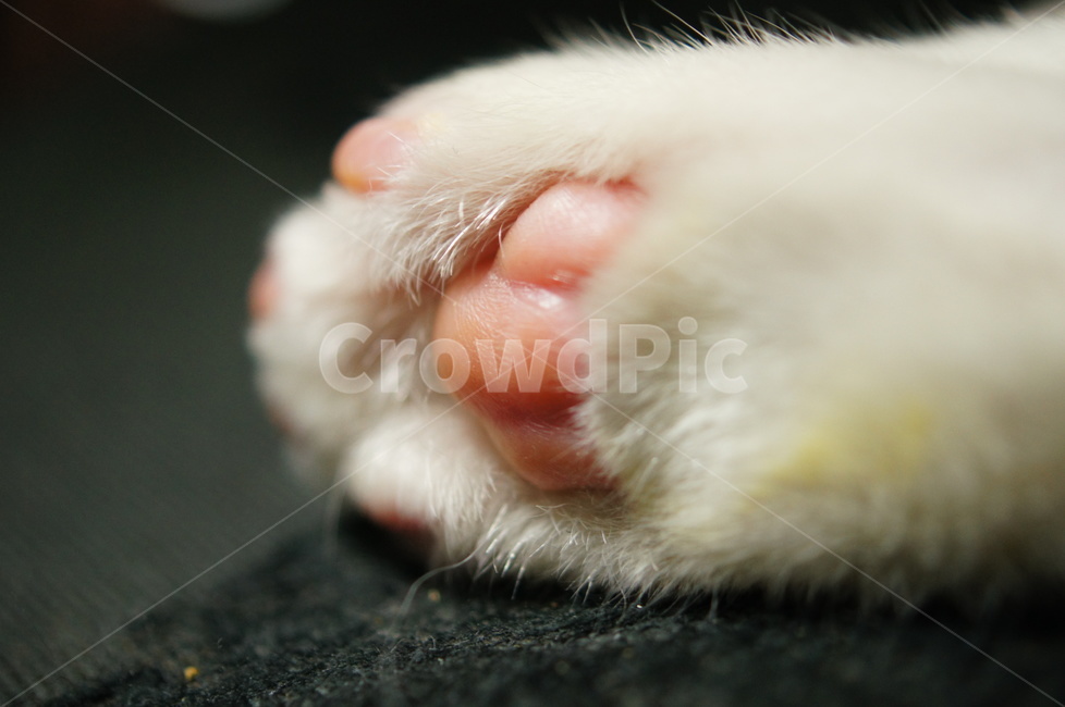 고양이,코리안숏헤어,코숏,고양이젤리,발바닥,고양이발바닥