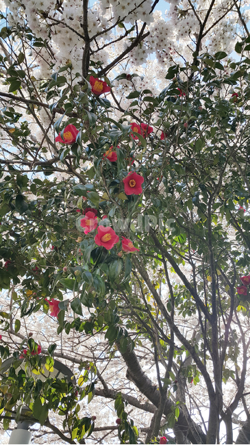 벚꽃,동백,나무,잎,꽃,식물,자연,plants,nature,꽃,flower