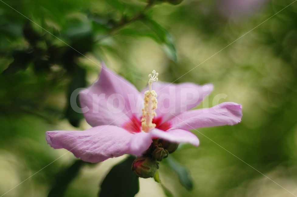 꽃,무궁화,초점,아웃포커싱,보케,분홍색,빨간색,초록색,니콘,D40,Nikon,Flower,식물,자연,plants,nature,꽃,flower,감성,sensible,feeling