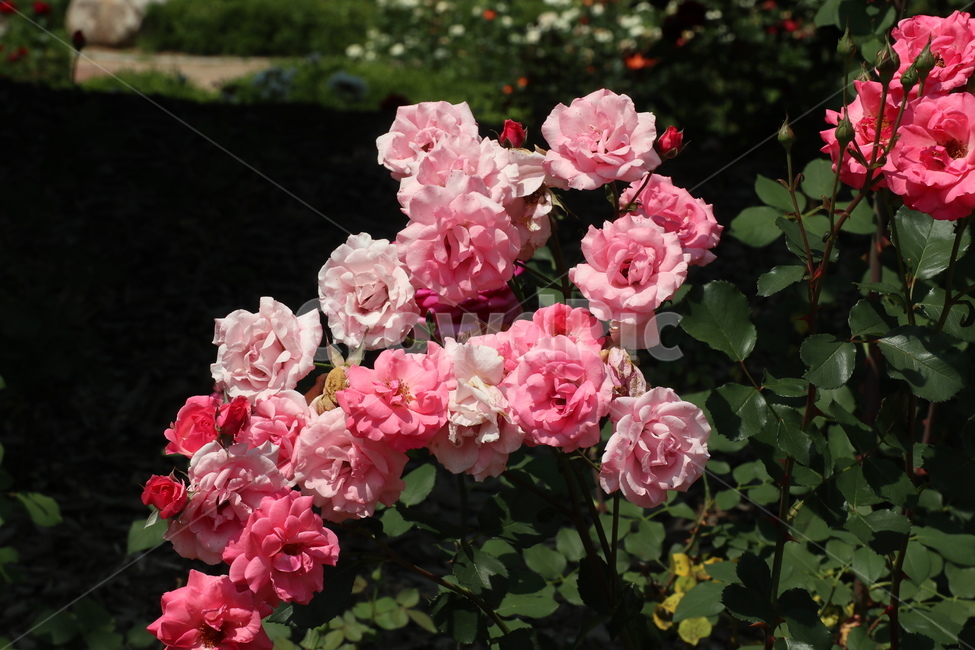 장미꽃,장미,자연,식물,꽃,flower,plant,nature,식물원,rose,핑크색꽃,핑크색,핑크색장미