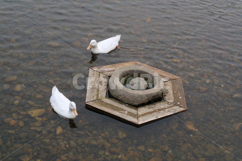 오리,냇가,공원,냇물,강가,물가,자연,동물,animal,조류,새,birds